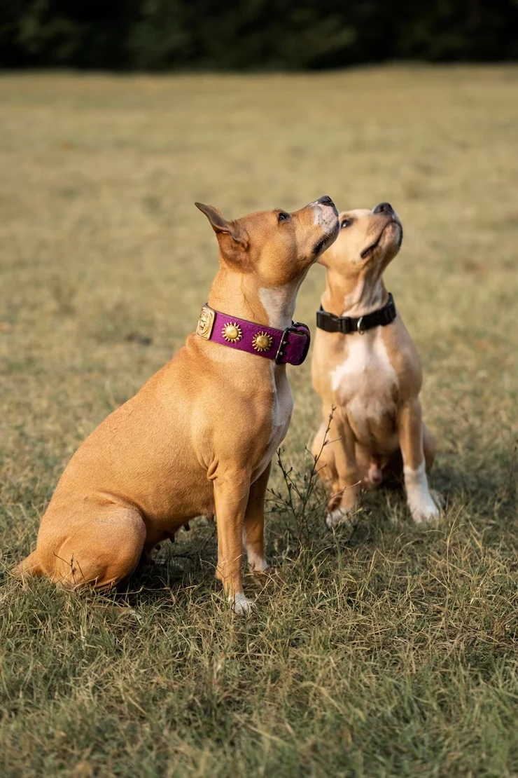 Creche para cachorro em são paulo preço