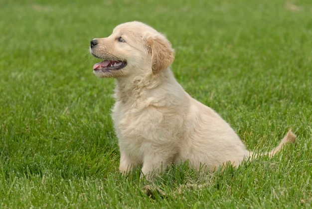 Creche para cachorro em são paulo valor