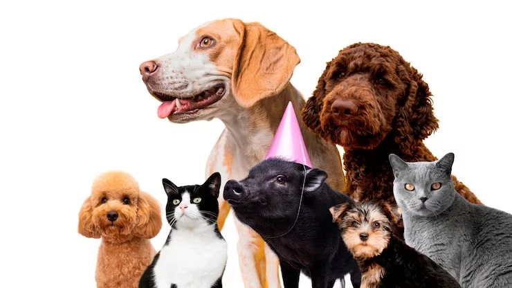 Creche para cachorro valor mensal