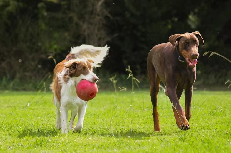 Creche para cães preço