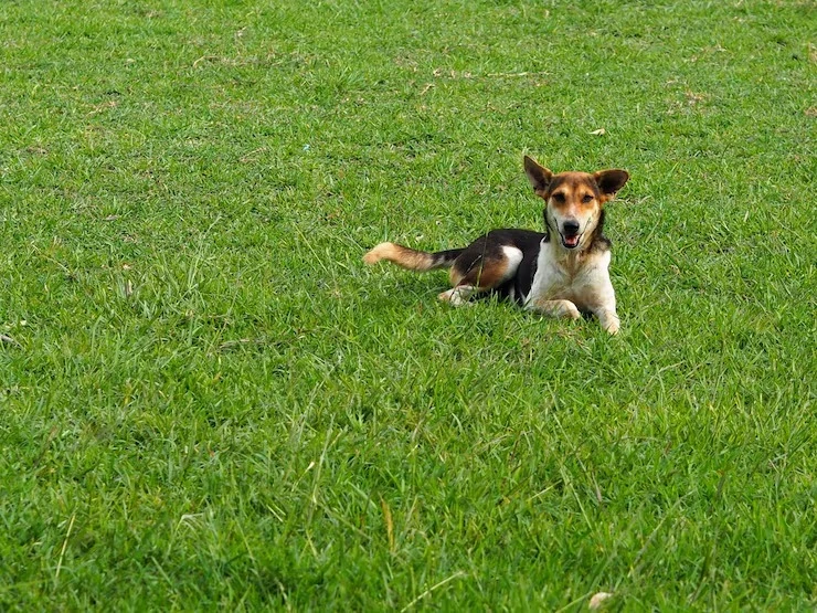 Day care pet perto de mim