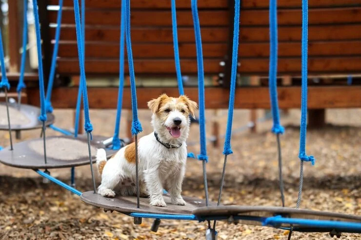 Hospedagem para cachorro em Limeira