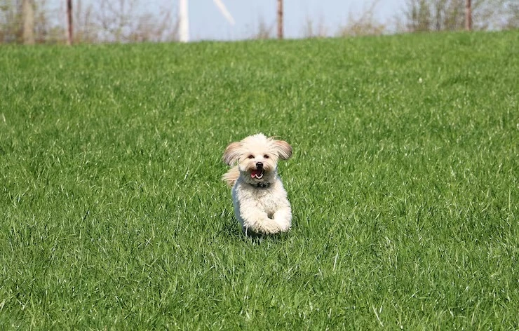 Hospedagem para cachorro em São Paulo