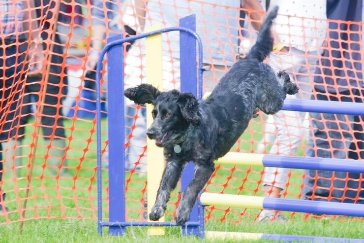 Hospedagem de cachorro valor