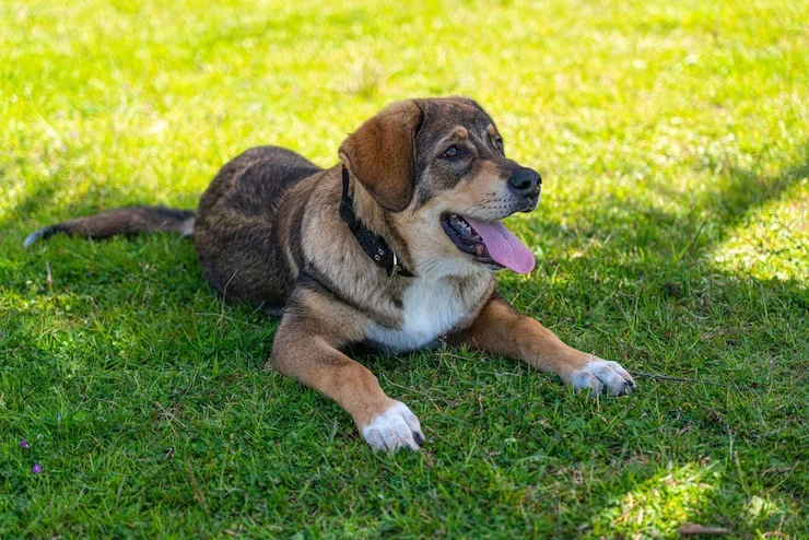 Hospedagem para dog preço