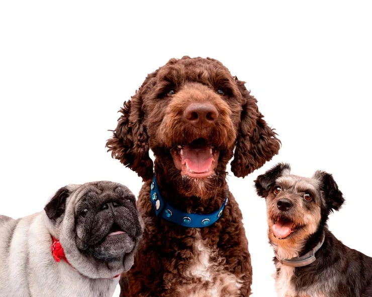 Hotel e creche para cães em Limeira