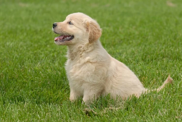 Hotel creche para pet