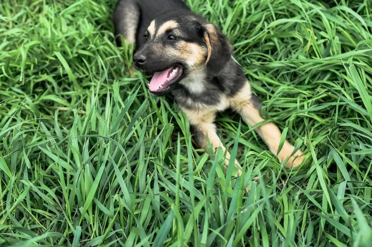 Hotel para pet em São Paulo