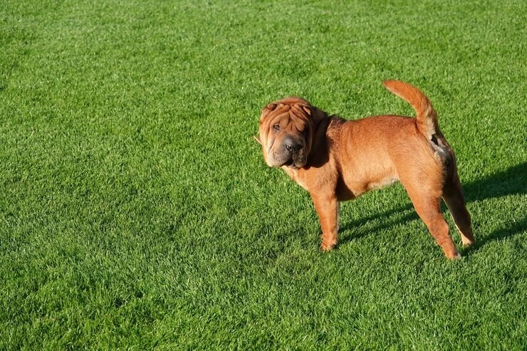 Valor de hotel para cachorro